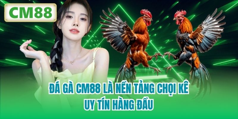 Đá Gà CM88 là nền tảng chọi kê uy tín hàng đầu